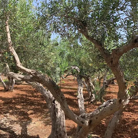 Casa vacanze La Degli Ulivi -